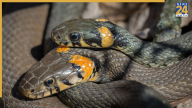 Signs Of A Snake In The House