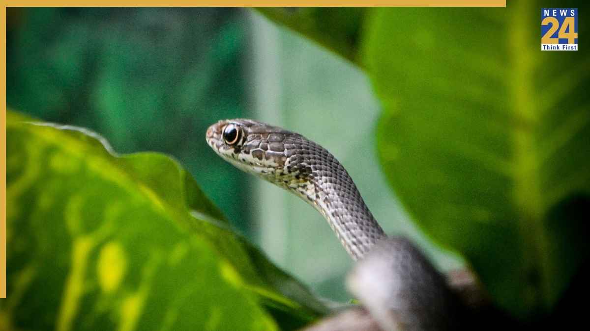 Snake in Rain