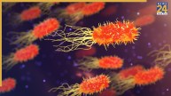 Swine Flu Vs Viral Fever Symptoms Difference