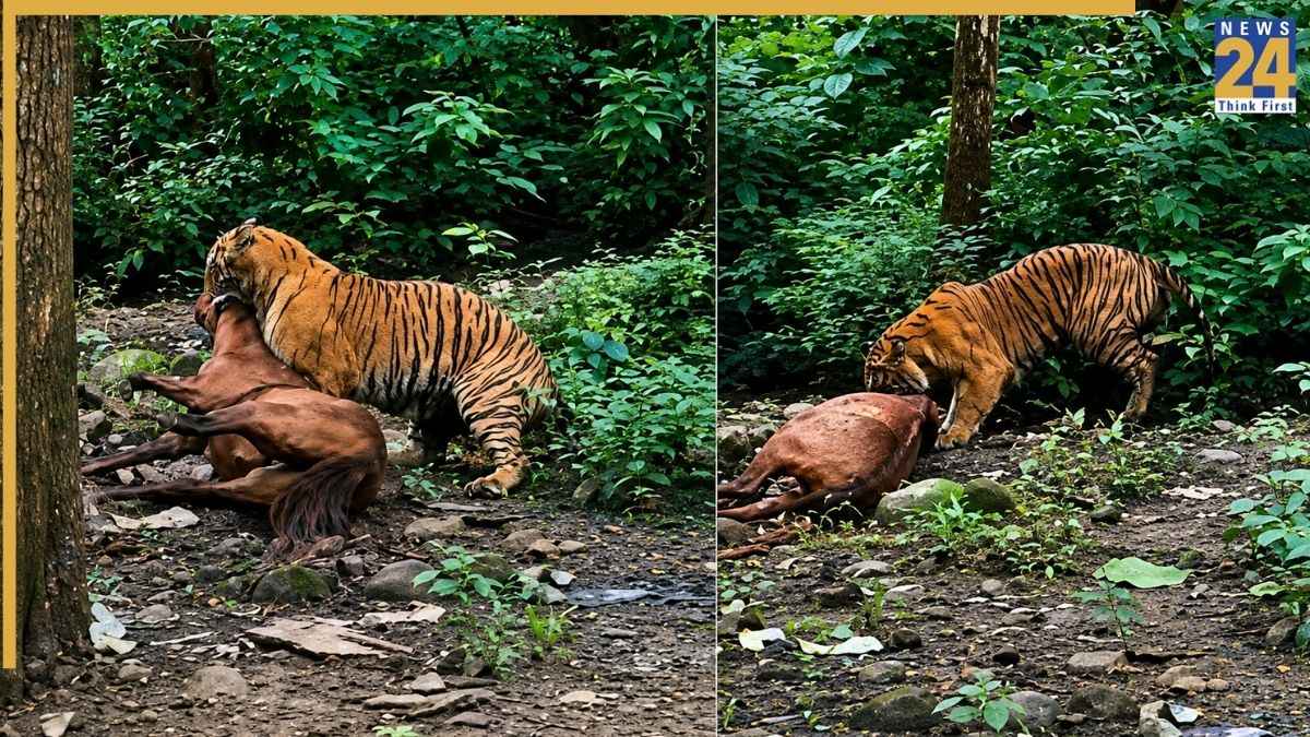 घोड़े को गर्दन से घसीटते हुए टाइगर का वीडियो वायरल, हैरान रह गए जिम कॉर्बेट के टूरिस्ट
