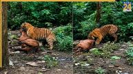 घोड़े को गर्दन से घसीटते हुए टाइगर का वीडियो वायरल, हैरान रह गए जिम कॉर्बेट के टूरिस्ट