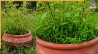 Tulsi Plant: कैसा होता है तुलसी के पौधे के पास दूर्वा घास उगना? जानिए शुभ या अशुभ किस बात का है संकेत