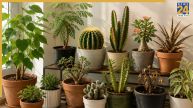 Plant Vastu Tips: घर में इन 5 पौधों को रखना माना जाता है अशुभ, इन्हें आज ही हटा दें, वरना…