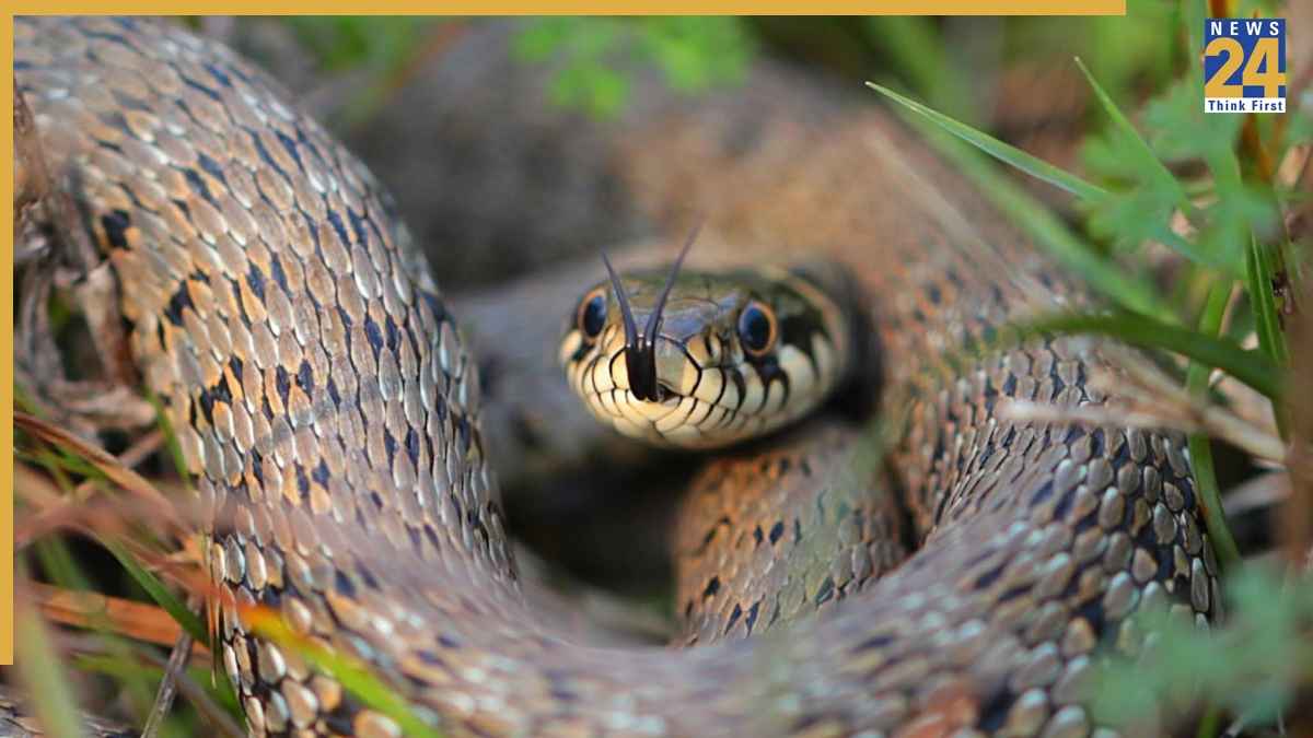 What Scents Attract Snakes Into Homes During Monsoon