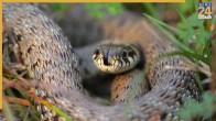 What Scents Attract Snakes Into Homes During Monsoon