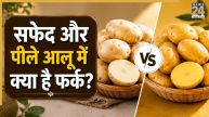 White yellow potato difference