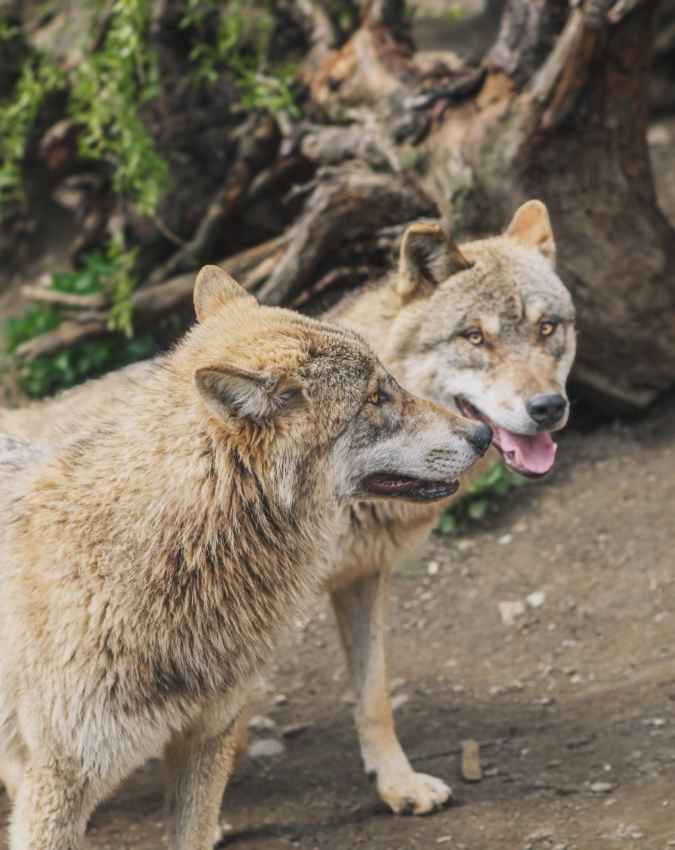 घात लगाकर करते हैं शिकार