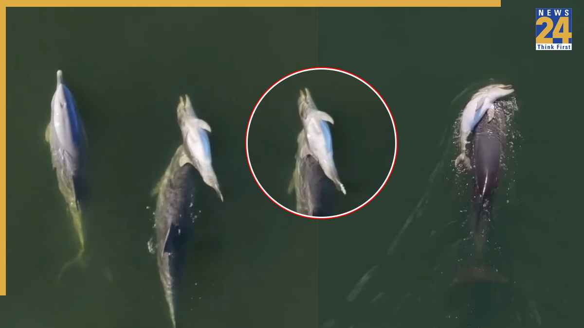 Mother dolphin carrying dead calf Indian Ocean