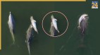 Mother dolphin carrying dead calf Indian Ocean