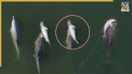 Mother dolphin carrying dead calf Indian Ocean