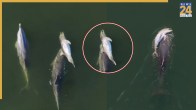 Mother dolphin carrying dead calf Indian Ocean