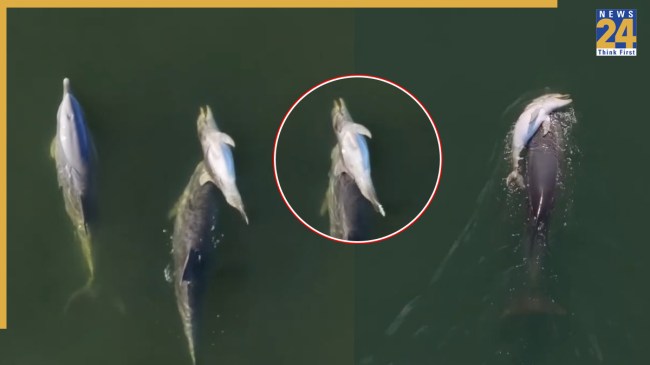 Mother dolphin carrying dead calf Indian Ocean