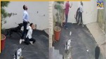 Pitbull Attack