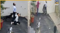 Pitbull Attack