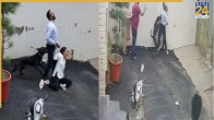 Pitbull Attack