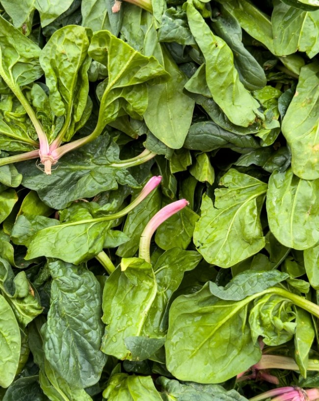 Rainy Season Leafy Greens Infection Risk-1-2
