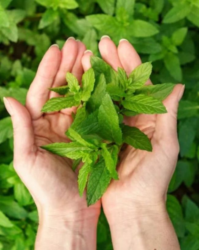 medicinal plants in small balcony -1-2