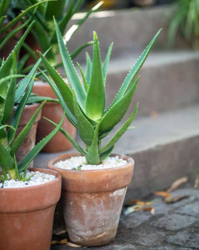 medicinal plants in small balcony -1-2-3