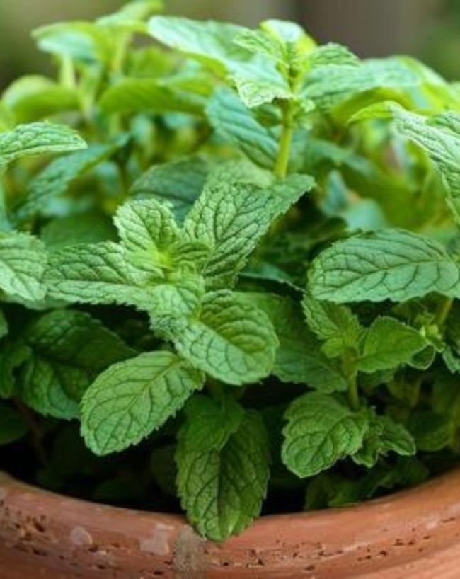 medicinal plants in small balcony -1-2-3-4