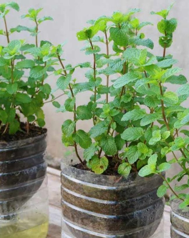 medicinal plants in small balcony -1-2-3-4-5