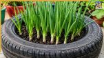 Green Onion Planting Tips