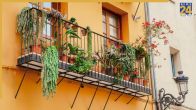 medicinal plants in small balcony 
