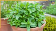 Mint Plant