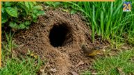 snake hole house during monsoon saap ka bill