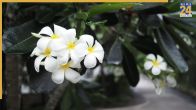 Gardening Tips For Champa Plant