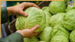 buy perfect cabbage
