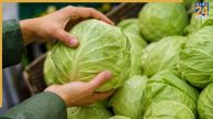 buy perfect cabbage