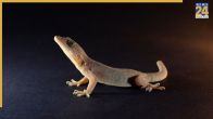 Lizard Home Remedies