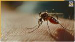  chikungunya symptoms of disease 