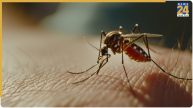  chikungunya symptoms of disease 