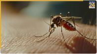  chikungunya symptoms of disease 