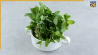 How To Grow Stevia Plant At Home