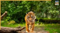 How does disease spread from animals