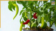 Green Chilli Plant