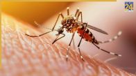 Mosquito Bites