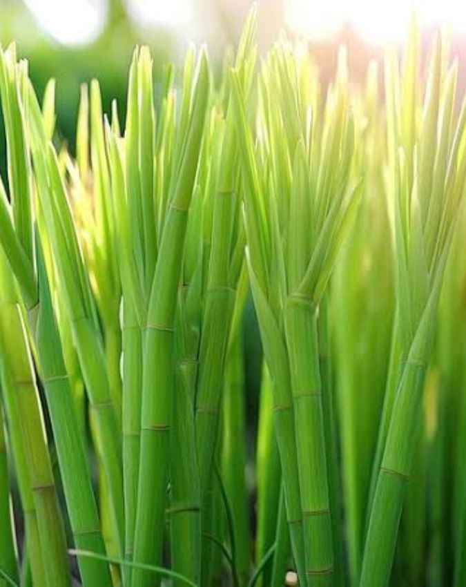 लेमन ग्रास का पौधा