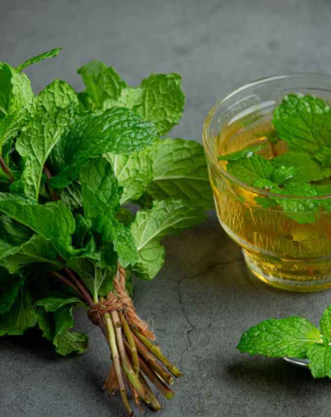 पुदीना का पौधा 