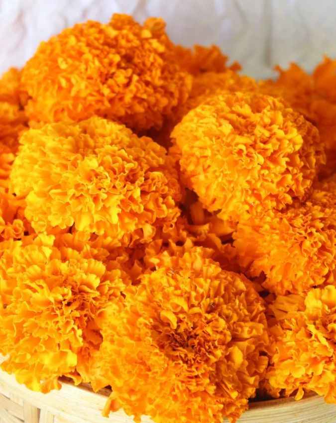 गेंदे का पौधा 