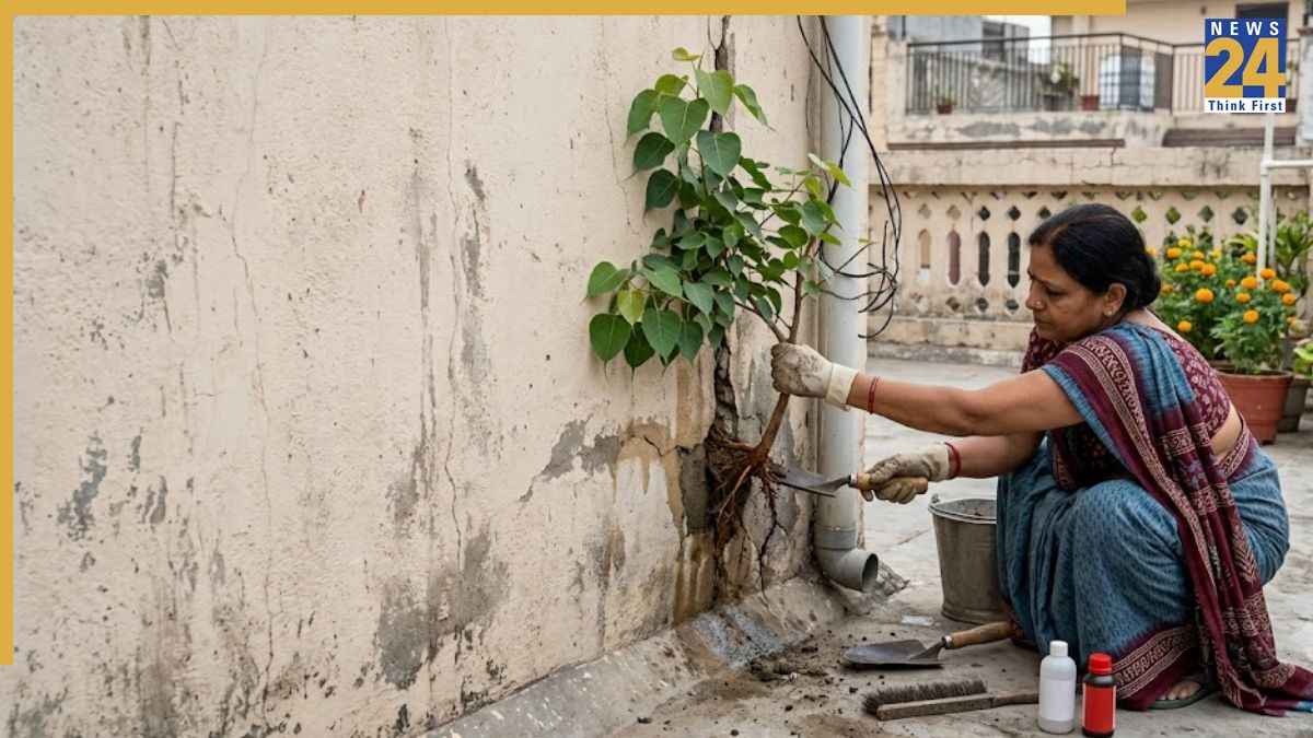 Gardening Tips: दीवार या छत पर उग आया है पीपल का पौधा? ऐसे करें साफ, दोबारा नहीं आएगा