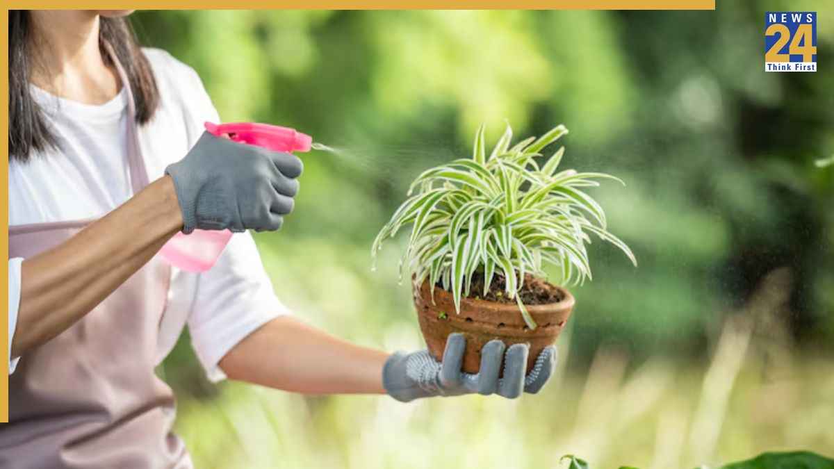 Gardening Tips: साल के 12 महीने हरे-भरे दिखेंगे ये पौधे, घर के गार्डन के लिए हैं बेस्ट