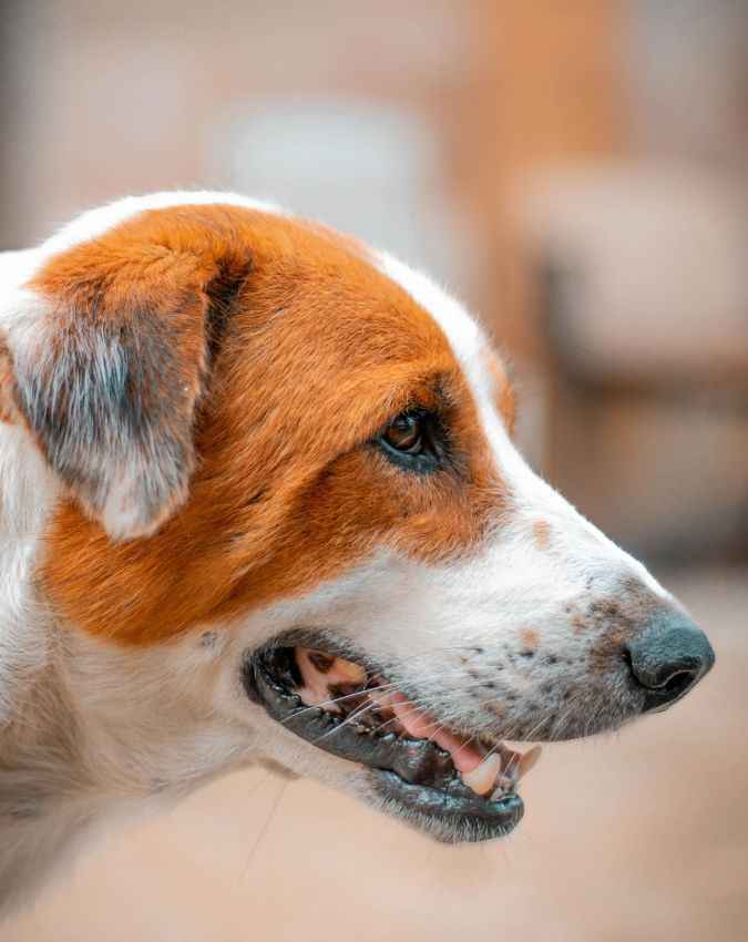 क्यों मनाया जाता है विश्व रेबीज दिवस 
