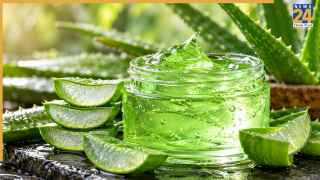अब बाजार का केमिकल वाला Aloe Vera Gel भूल जाइए! घर पर ही आसानी से मिनटों में तैयार होगा फ्रेश जेल