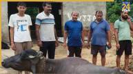 Buffalo Death | Rabies | Stray Dog