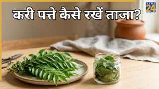 बाजार से खरीदे करी पत्ते को हफ्तों तक रखना है ताजा तो ऐसे करें स्टोर, जल्दी नहीं सूखेंगे Curry Leaves