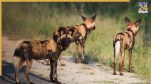 South African Dog