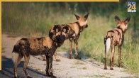 South African Dog